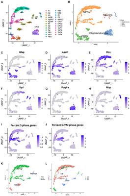 Single-cell RNA sequencing of aging neural progenitors reveals loss of excitatory neuron potential and a population with transcriptional immune response